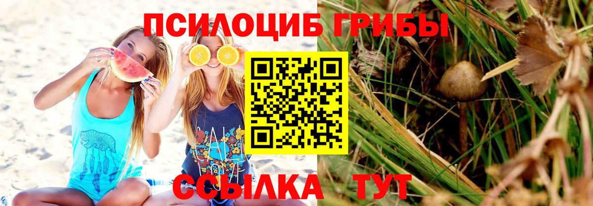 Псилоцибиновые грибы мицелий Баксан